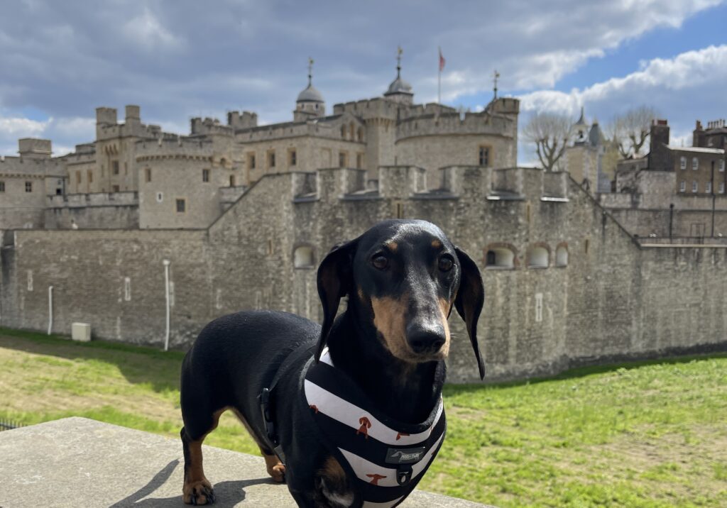 dog sitting in front of tower of london