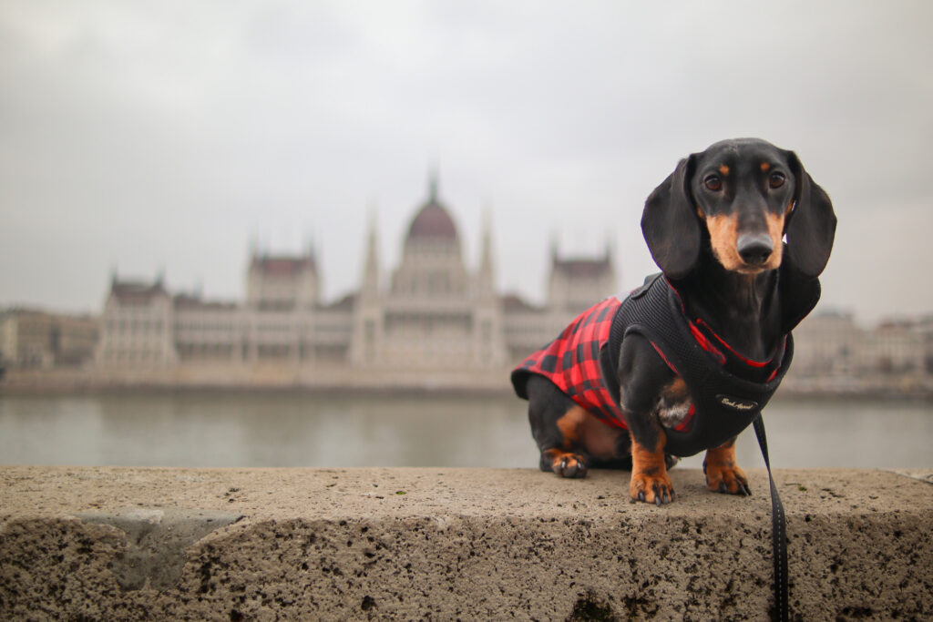 dachshund sitting on wall in front of Hungarian Parliament in Budapest