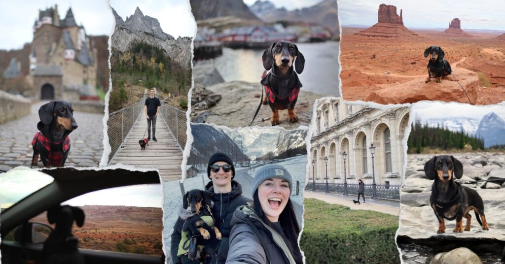 montage of dog friendly travel memories