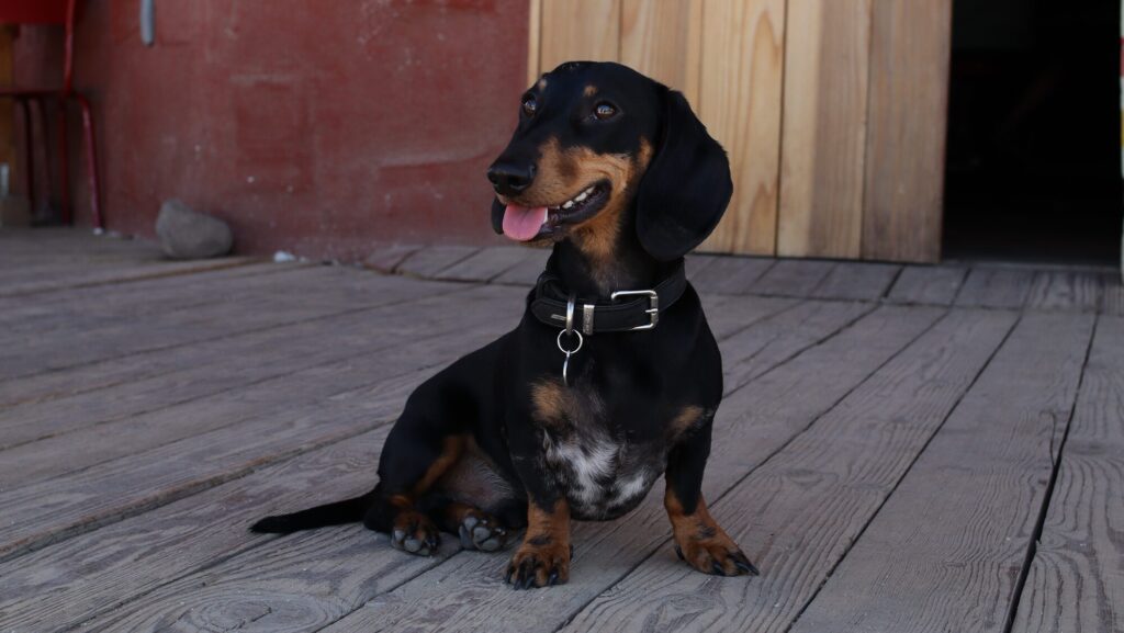 black and tan sausage dog sits on deck