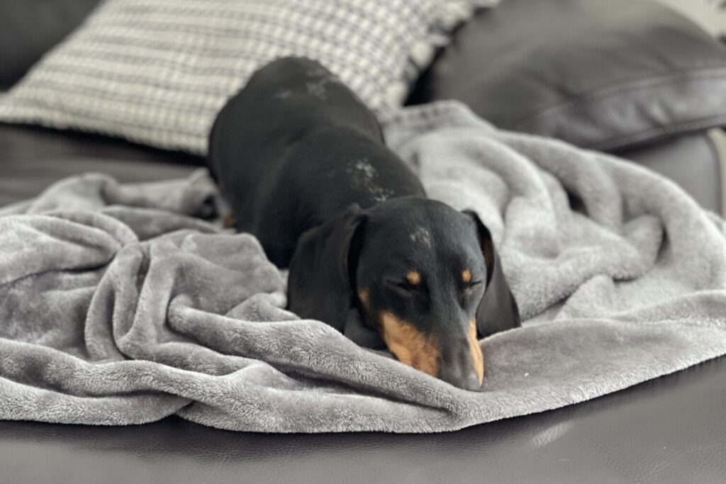 pet-friendly accommodation - black sausage dog sleeps on grey blanket