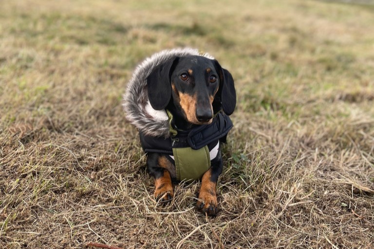 black and tan sausage dog wearing green parkour sitting on grass