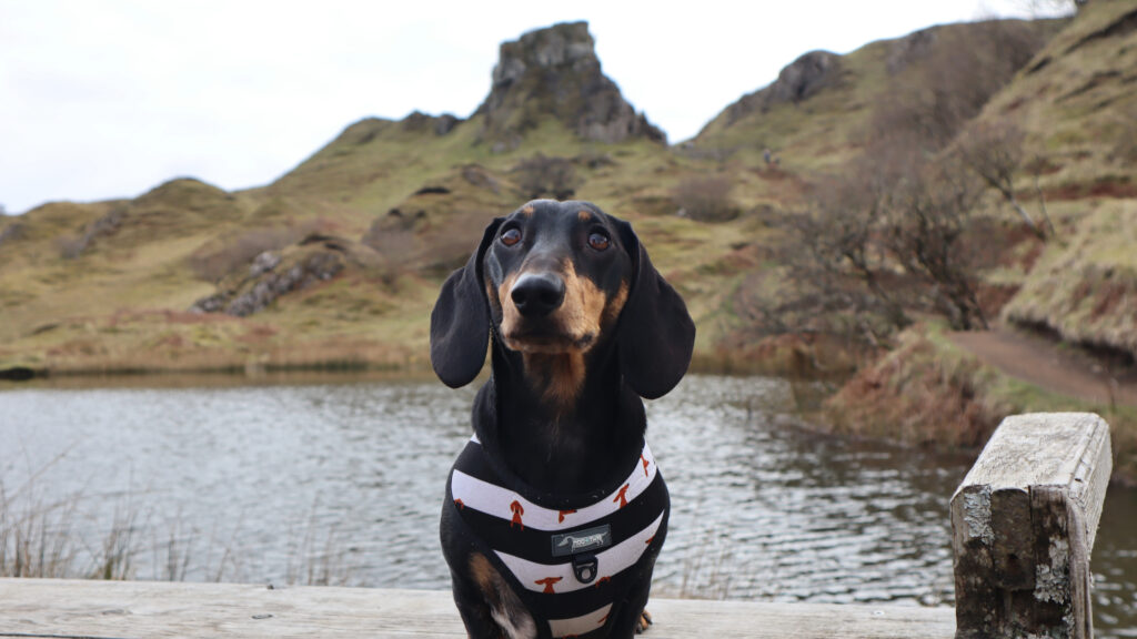 small dog in scotland