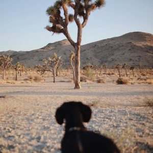 Huey the dachshund in california, joshua tree national park