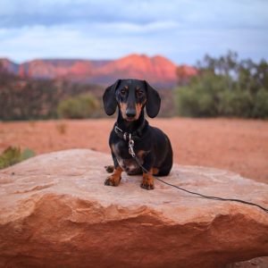 Huey the dachshund in sedona, arizona