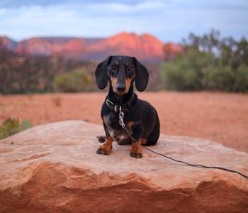 Huey the dachshund in sedona, arizona