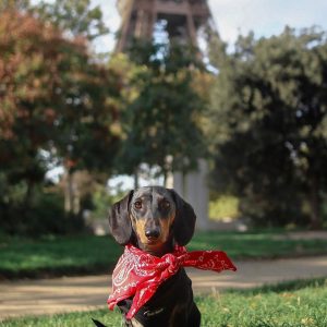 Huey the dachshund in paris