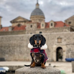 Huey the dachshund in croatia, dubrovnik