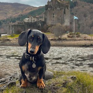 Huey the dachshund in scotland