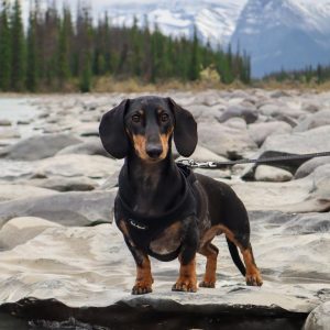 Huey the dachshund in canada