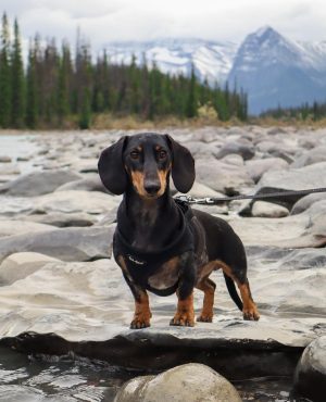 Huey the dachshund in canada